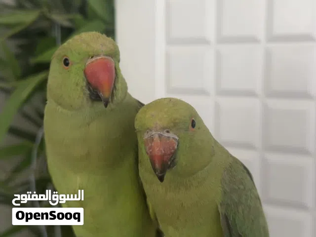 زوج دره اليف وزوج لوفبيرد منتج مع الاقفاص