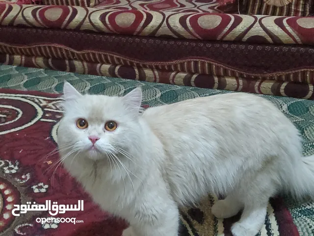 قط شيرازي كيووت مروض