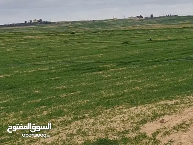 Farm Land for Sale in Amman Al-Muwaqqar