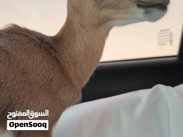 غزال انثى الدماني