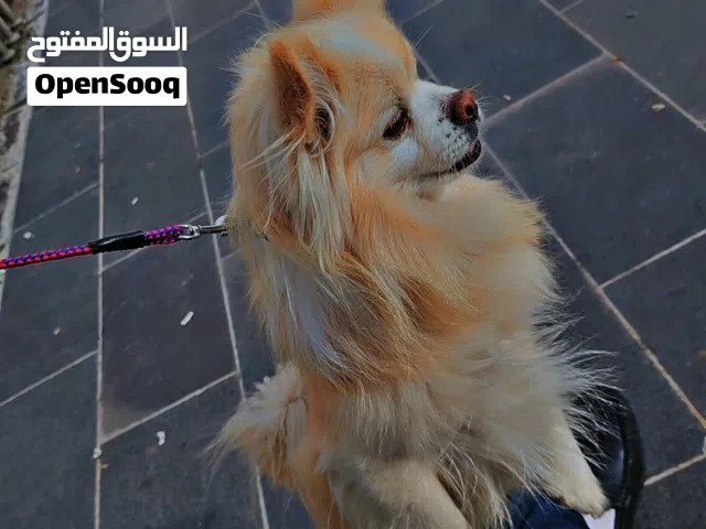 ذكر بوميرانيان