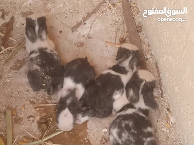 أرانب للبيع