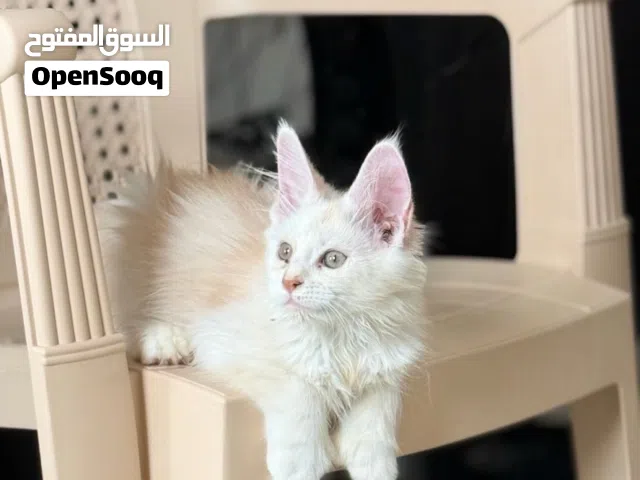 Maine Coon kitten