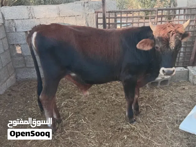 للبيع بقر محلي مال الدار