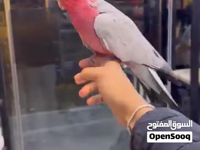 مطلوب جميع أنواع الببغاوات الأليفة