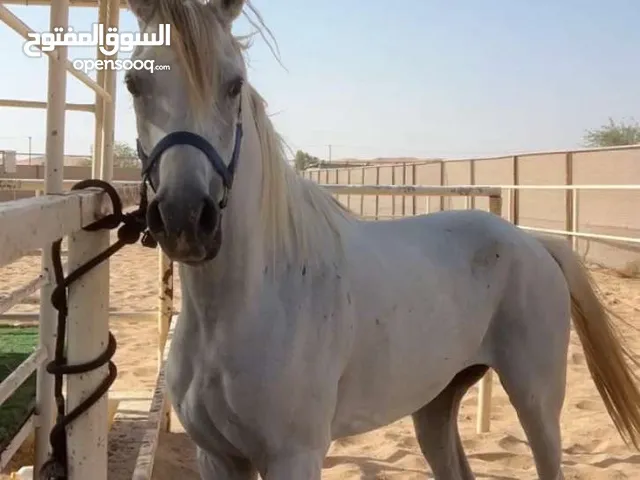 حصان خصي سبوق وا حار العمر 3 سنوات لا يا تواصال لا الجاد