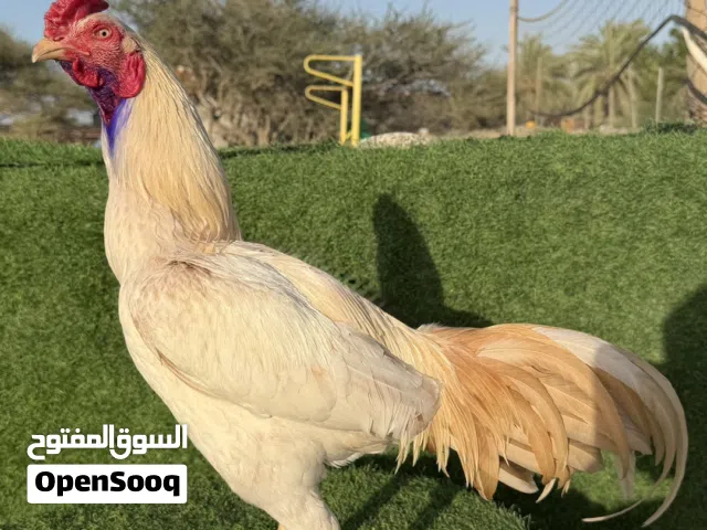 للبيع ديك باكستاني ديك بورمي ديك تايلندي