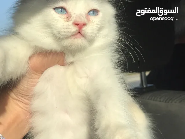 قطط من ام هملايا واب شيرازي للبيع