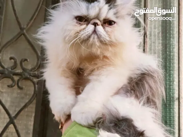 قط بيرشن زرار