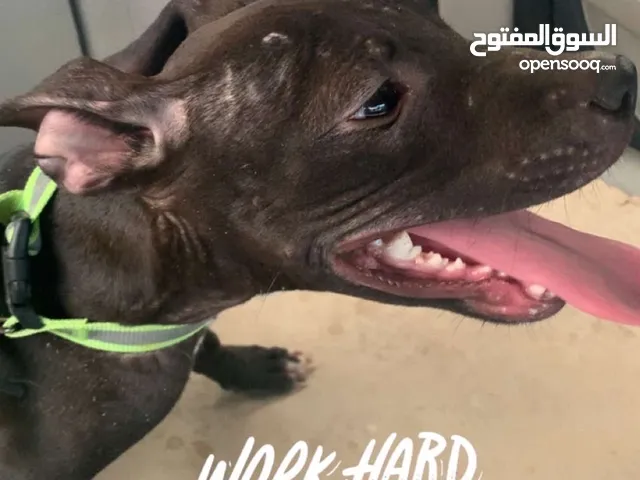 كلاب بيتبول