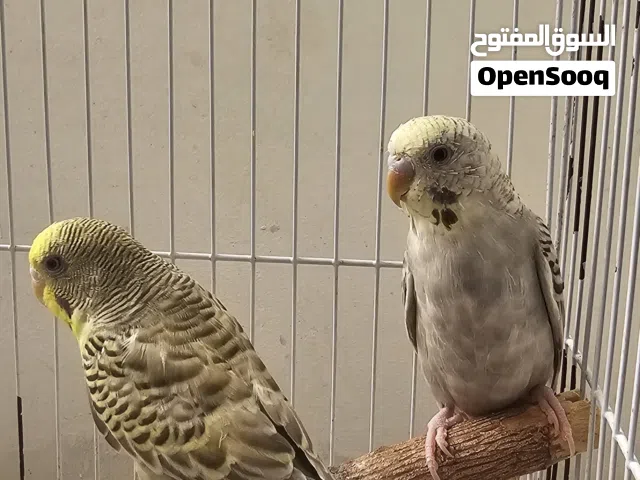 automatic feeder for pigeon,green ring neck parrot baby,and other birds