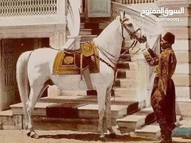 مطلوب حصان اشي مرتب حامي عركوب لشراء الفوري