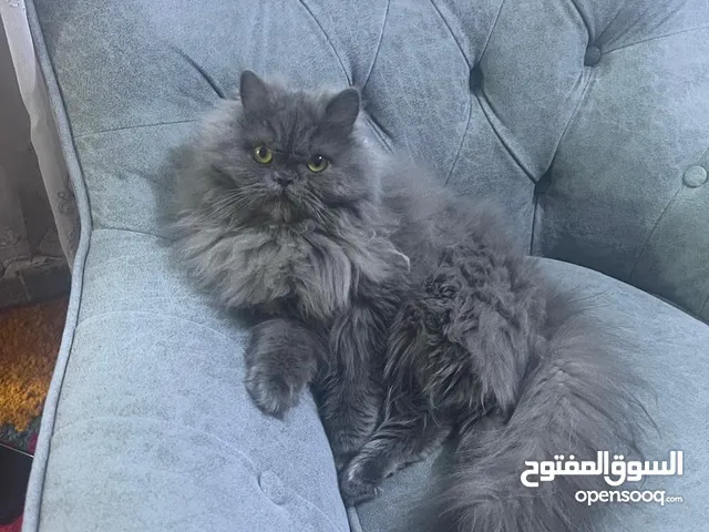 بزون أليفة