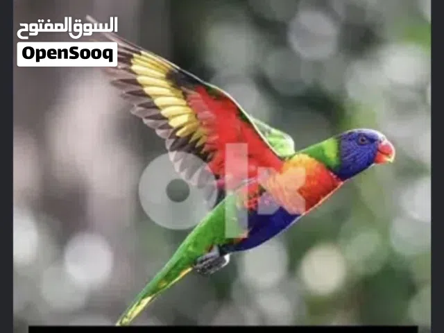 مطلوب لوري او متو اليف