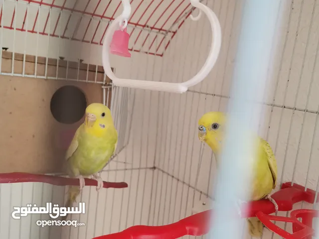 طيور حب شغالات