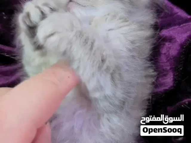 متاح كتن برتش لونق هير