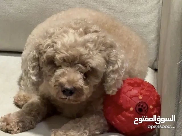 انثى بودل بيور مع اغراضها للبيع