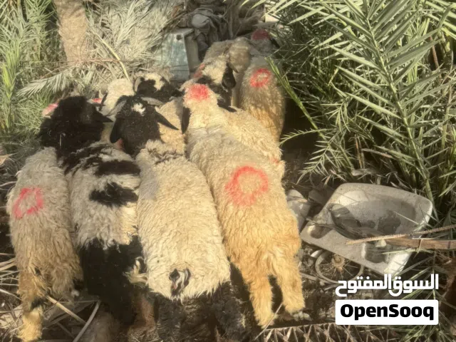 طلين كله سمان عندي فحله ونثيه بكاني