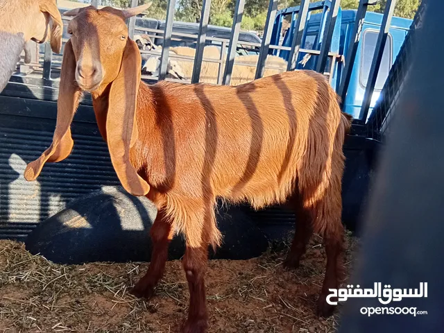 السلام عليكم معيز للبيع