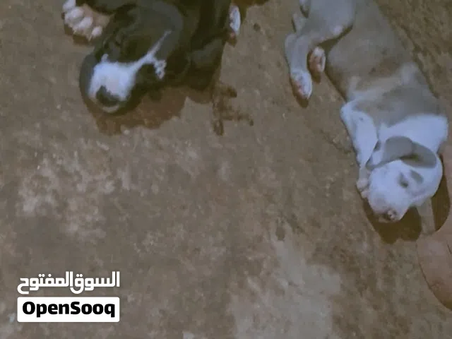 جراء الكلب الدينماركي الملكي