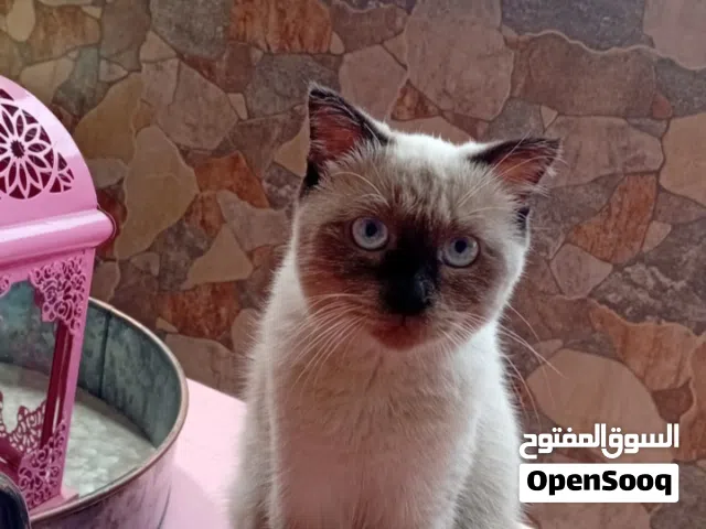 قطة للتبني نوع هامالايا عمر 10 أشهر(انثى)