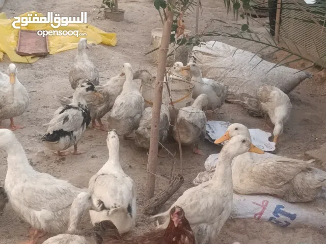 السلام عليكم  بش للبيع