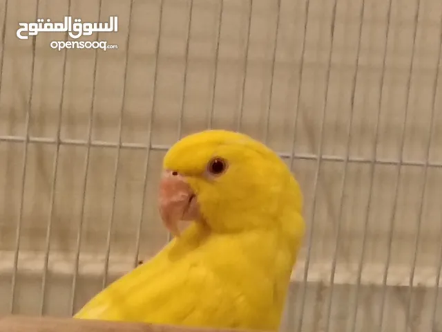درة لاتينو أليف