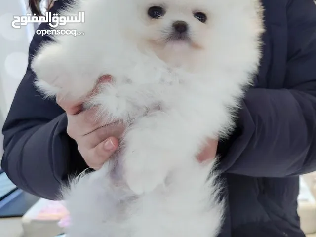 home trained Pomeranian for your kids
