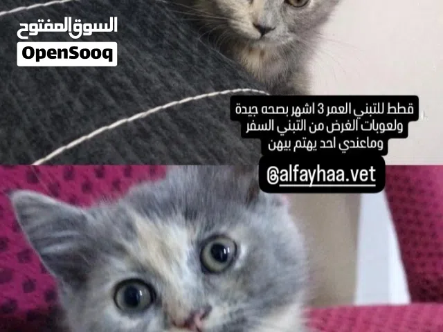 قطط للتبني