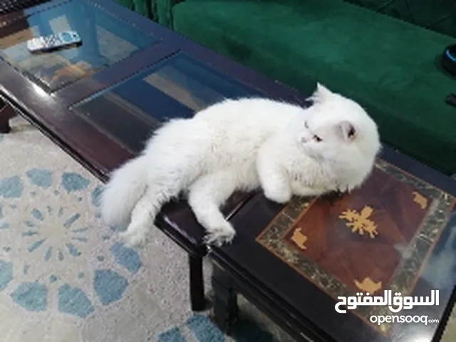 Persian cat male vaccinated 1 year+ with house and trained and litter box and food