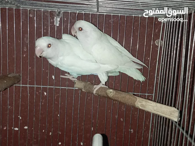 فرخين روز البينو عين حمره اقرا التفاصيل 50 د نص اليفات