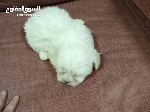 جراء فرنش تيرير شعر طويل زينه حجم صغير عمر شهرين ونص ..
