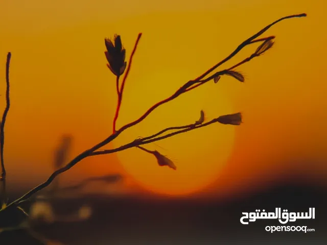 Furnished Monthly in Amman Al Rabiah