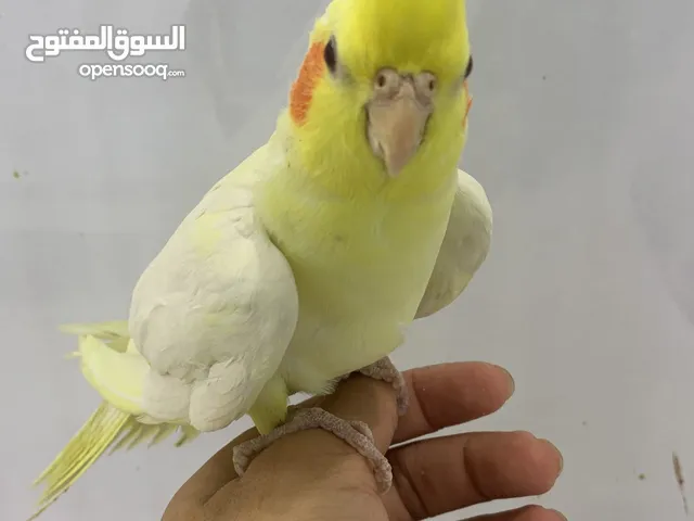 Cockatiel hand tamed