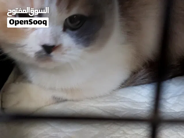 قطه منزليه