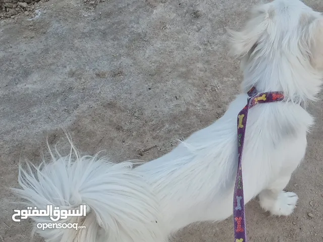 السلام عليكم جلبه مال البيت نضيفه وحلوه ماخذه لقاح مستعجل عله بيعته لين محتاج