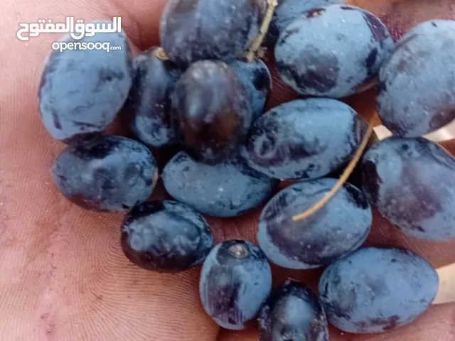 مطلوب زيتون داخل اربد السعر .85 قرش او 90