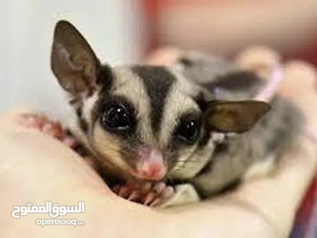 2 Sugar Gliders 1 year old, healthy, active and friendly.