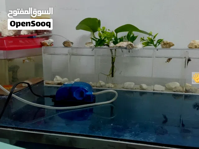 أسماك الزينه