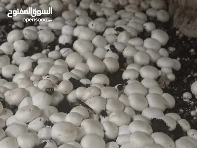 متوفر فطر اجاركس وفطر محاري