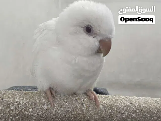 ببغاء كويكر لون أبيض عيون حمر عمرة تقريباً شهرين