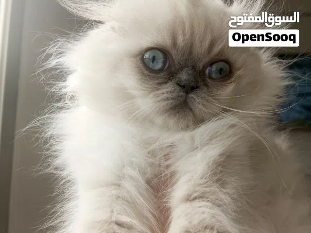 قطه هيملايا مكس سكوتش فولد (انثى) للبيع