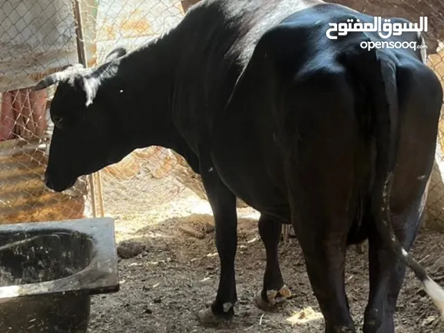 بقره حامل بشهر 8