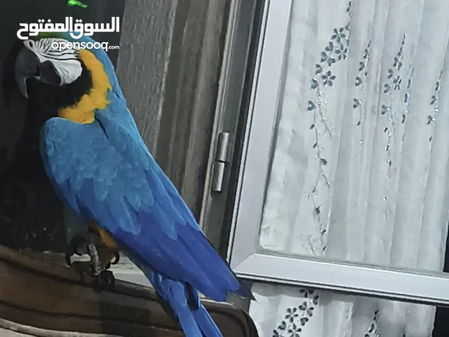 ببغاء مكاو Blue and Gold متكلم مواجهه اليف عجينه ثوب كامل وبجنن وافلح من ذكر الله وشوف الوصف