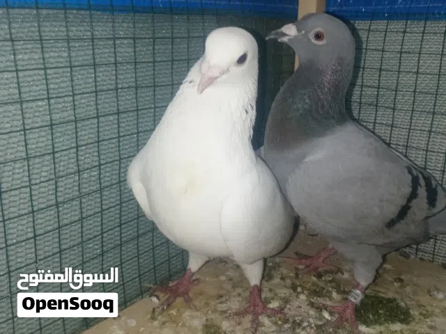 سلام عليكم زوج زواجل البيع قيم وخذ رجاءن لا تكسر بسعرهن ستوهن جاي يلمن عش مكان بصره