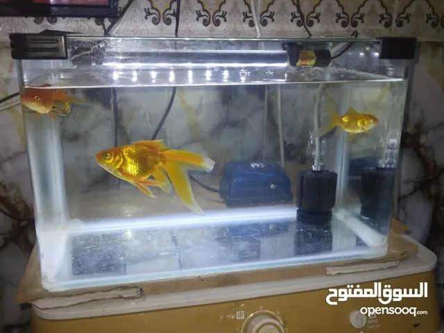 حوض سمك متكامل