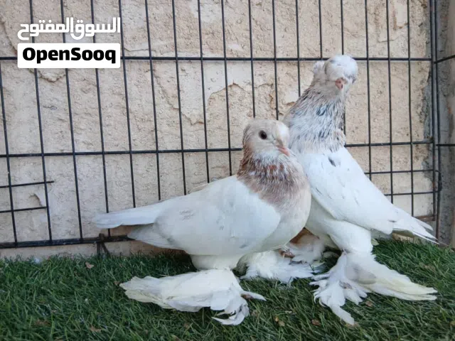 كوبية شوشة وجمه مبروص