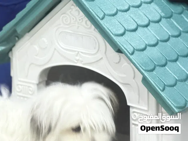 كلب. للبيع.