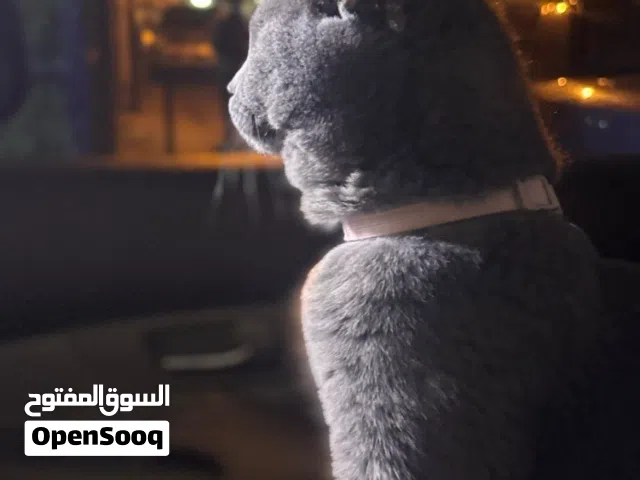 للبيع قطط  مع اغراض
