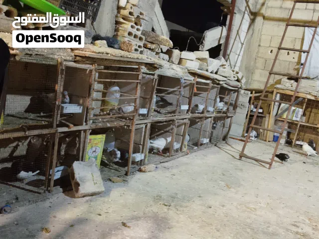 حمام جواز البيع